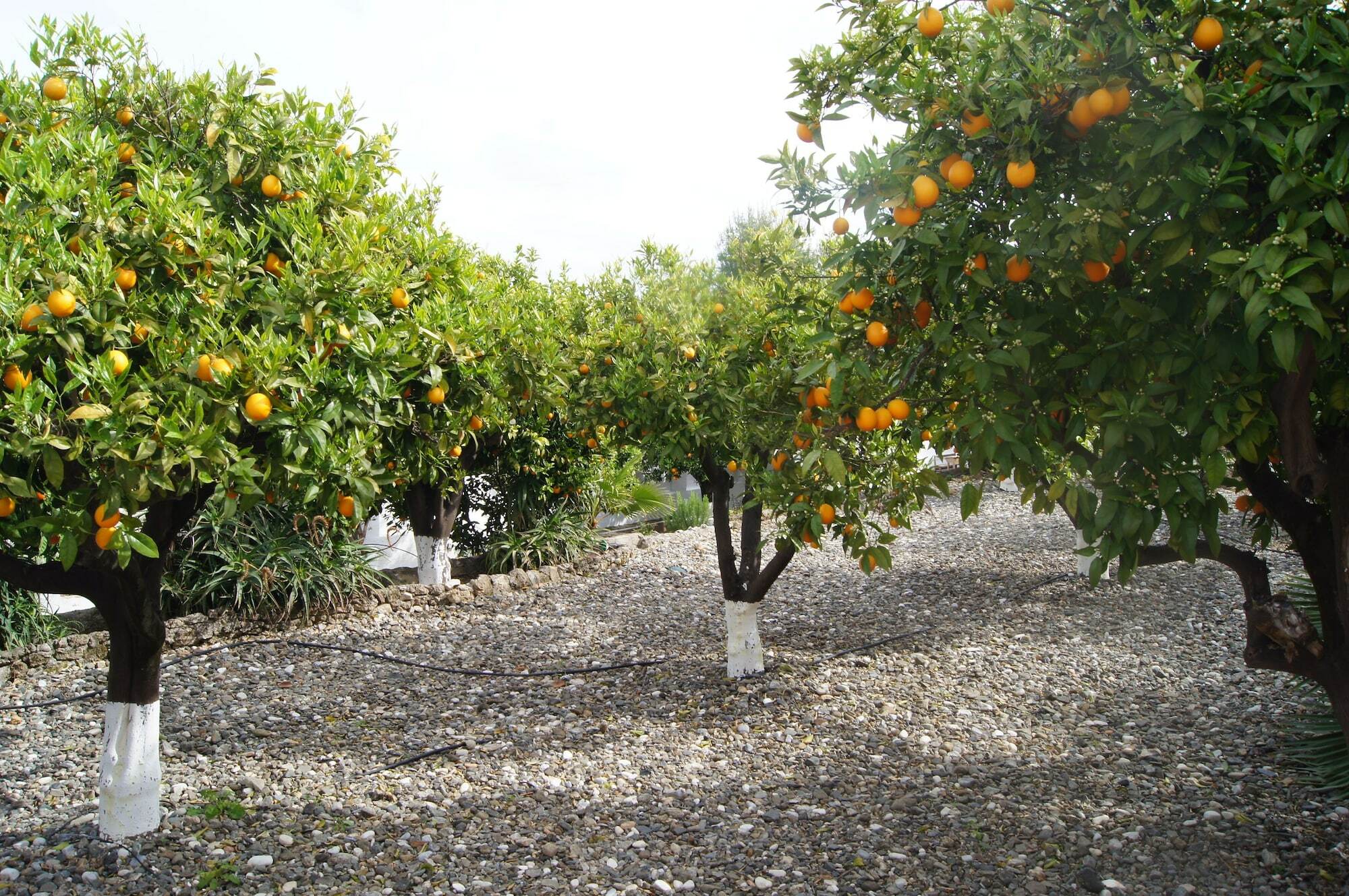 Casa De Orange Panzió Alhaurín el Grande Kültér fotó